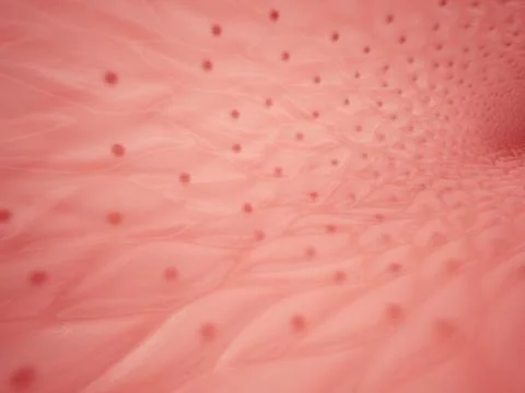 Inside of human vessel Stock Illustration