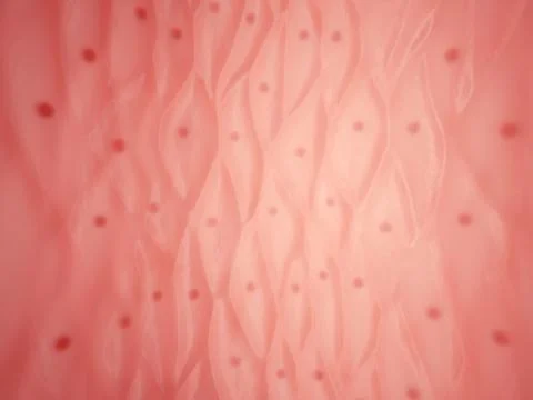 Inside of human vessel Stock Illustration