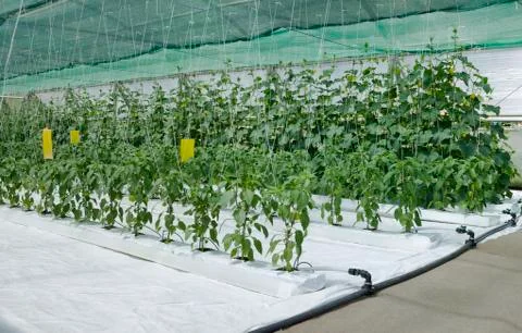 Inside Hydroponic Hothouse Stock Photos