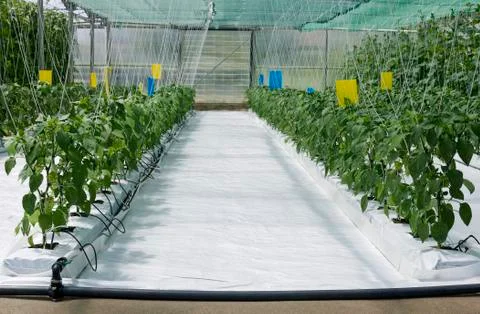 Inside Hydroponic Hothouse Stock Photos