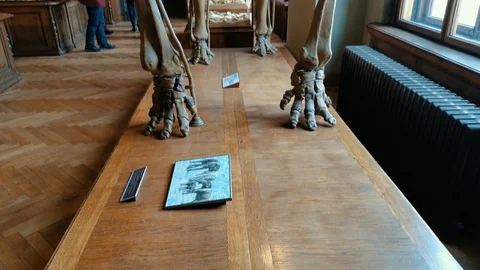 Inside interior of The Museum of Natural History Видео 127640954