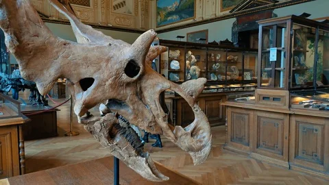 Inside interior of The Museum of Natural History Vidéo 127640977
