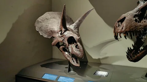 Inside interior of The Museum of Natural History Видео 127640982