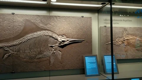 Inside interior of The Museum of Natural History Stock Footage 127641213