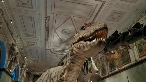 Inside interior of The Museum of Natural History Vidéo 127641401