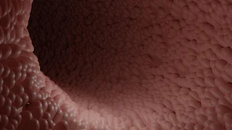 Inside Intestine. Illustrazione stock