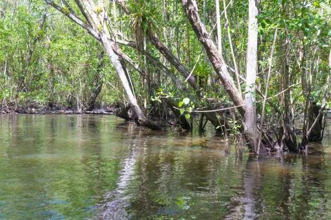 Inside a large mangrove through the river 库存照片