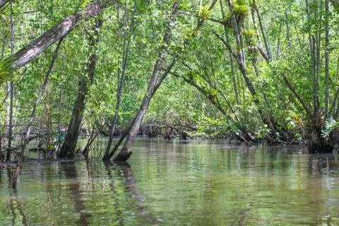 Inside a large mangrove through the river 库存照片