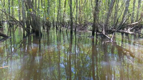 Inside a large mangrove through the river Stock-Fotos