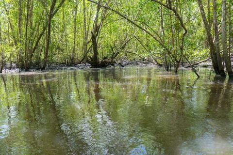 Inside a large mangrove through the river Stock Photos