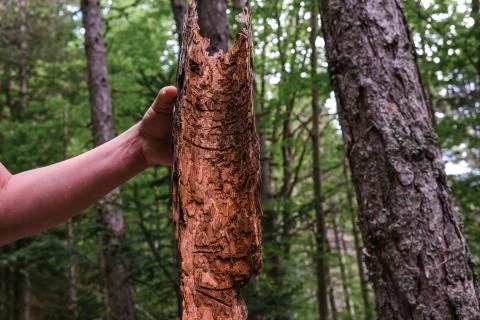 Inside of a large piece of beech tree bark in the forest in natural light Stock Photos