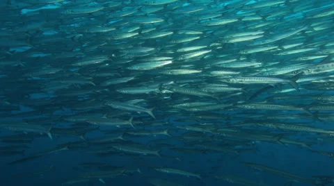 Inside a large school of baracuda Stock Footage 42436426