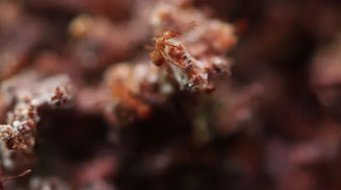 Inside Leaf Cutter Ants colony rack focus 库存影片 22662896