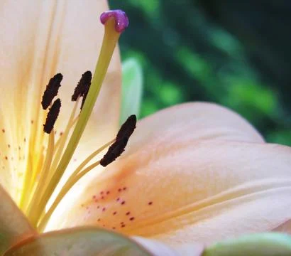Inside a lily Stock Photos