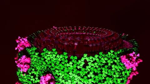 Inside look of virus, animation 3D rendering of random virus Stock Footage 270440299