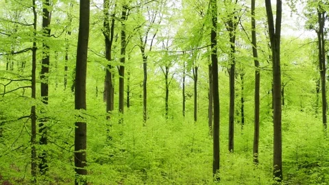 Inside a lush green spring forest Stock Footage 154764358