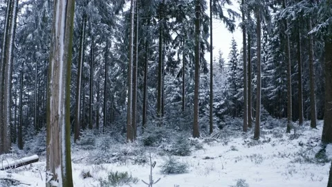 Inside a magical snowy winter forest Stock Footage 146901693