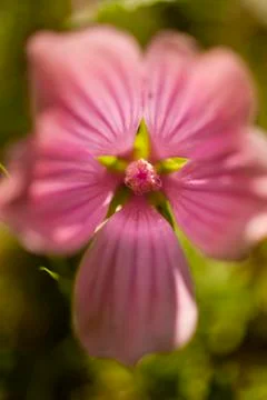 Inside of the mallow flower Stock Photos