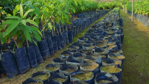 Inside mango greenhouse under translucent protective canopy. Stock Footage 307349315