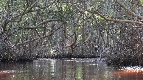 Inside the Mangrove Forest Видео 91831117