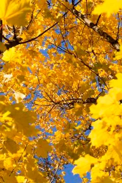 Inside Maple Tree in Autumn Stock Photos