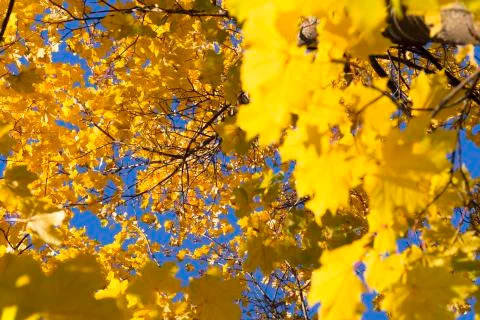 Inside Maple Tree in Autumn Stock Photos