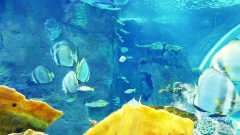 Inside a marine aquarium Stock Footage 81518492