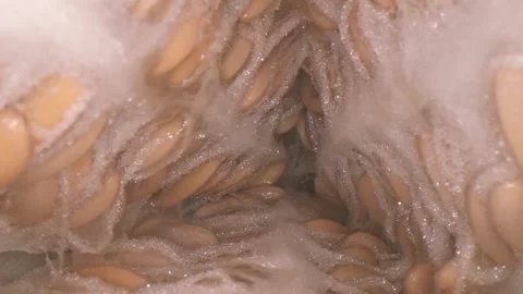 Inside the melon close up Stock Footage 142241109