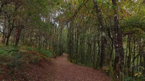 Inside The Mountain Forest During Hike. Slow Motion Shot Stock Footage 321187477