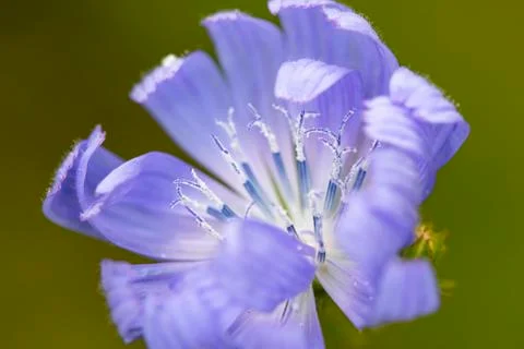 Inside of nice flower Stock Photos