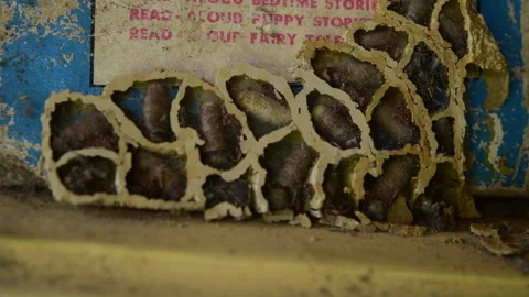 Inside Novel Wasp Nest Stock Footage 253158787