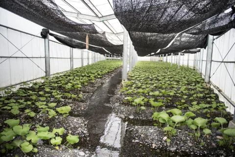 Inside of a nursery Stock Photos