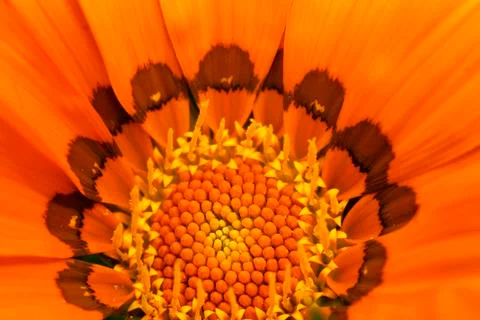 Inside orange flower Stock Photos