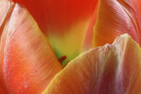 Inside the orange tulip Foto stock