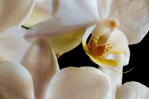 Inside an orchid Stock Photos
