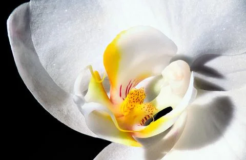 Inside an orchid Stock Photos