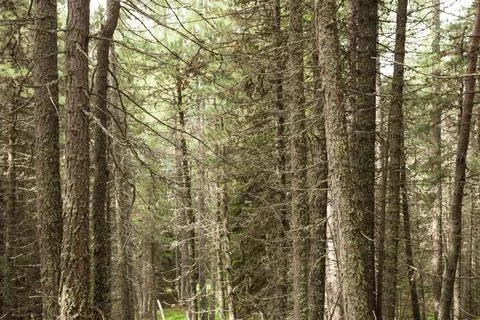 Inside a peaceful forest in a cloudy day, no people around Stock Photos