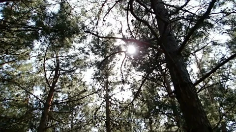 Inside pine forest Video stock 123699669
