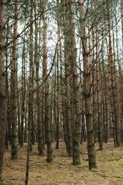 Inside of a pine forest Stock Photos