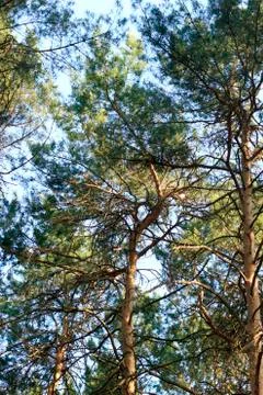 Inside the pine forest at sunset in summer Stock Photos