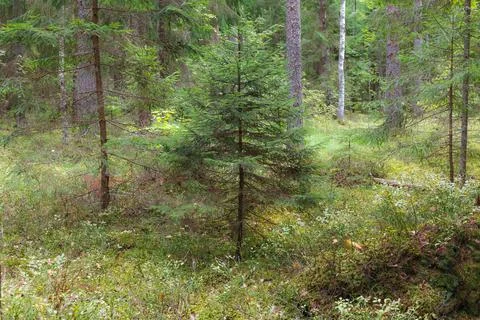 Inside the pine forest. Tree trunks, small trees and moody weather Stock Photos