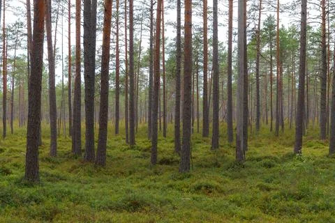 Inside the pine forest. Tree trunks, small trees and moody weather Stock Photos