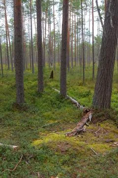Inside the pine forest. Tree trunks, small trees and moody weather Stock Photos