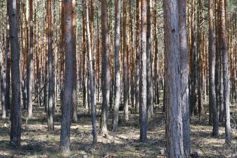 Inside  pine tree forest - coniferous trees Stock Photos