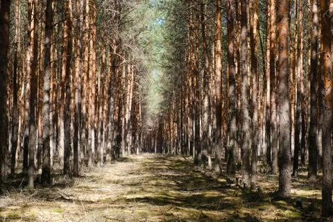 Inside  pine tree forest - coniferous trees Stock Photos