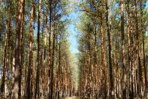 Inside  pine tree forest - coniferous trees Stock Photos