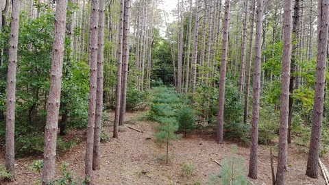 Inside the pine trees 02 drone  Stock Footage 119498506