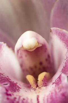 Inside the pink orchid. Stock Photos