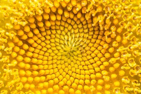 Inside the pollen Stock Photos