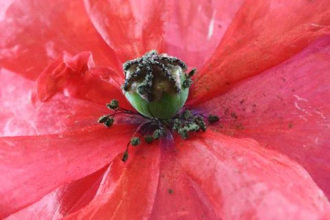 The inside of a poppy. Foto stock